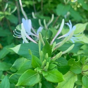 Meet your Posher, Janis